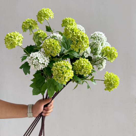 Flowers Hydrangeas SnowballsSmall  Home Furnishings